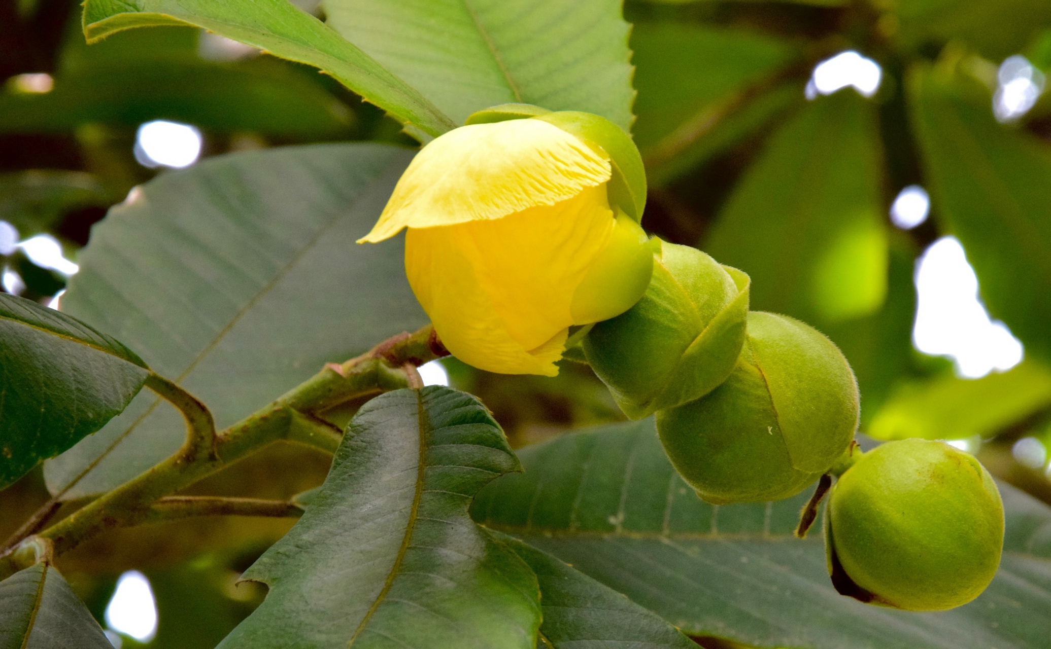 大花第伦桃又名大花五桠果,为第伦桃科第伦桃属植物.