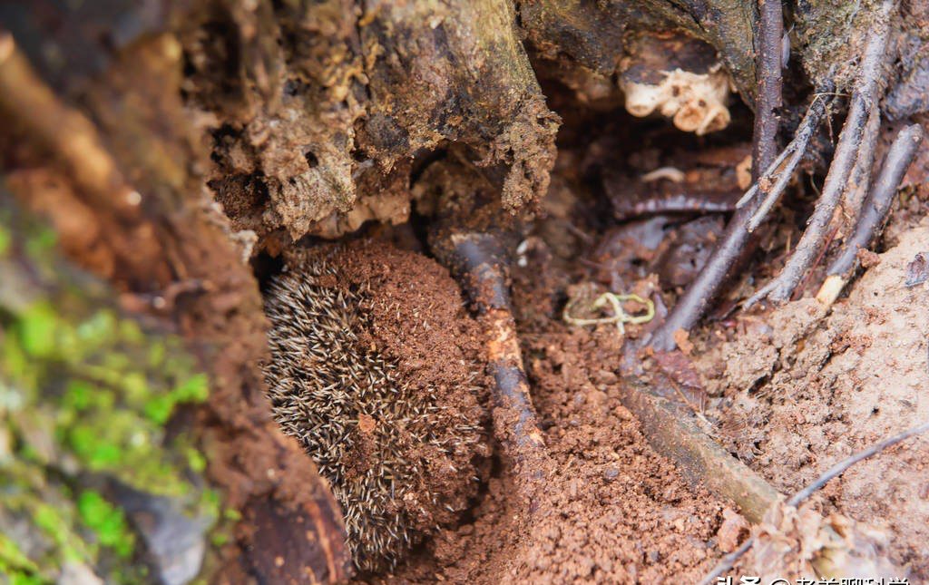 刺猬为什么要冬眠,冬眠的刺猬会被其它动物吃掉吗?