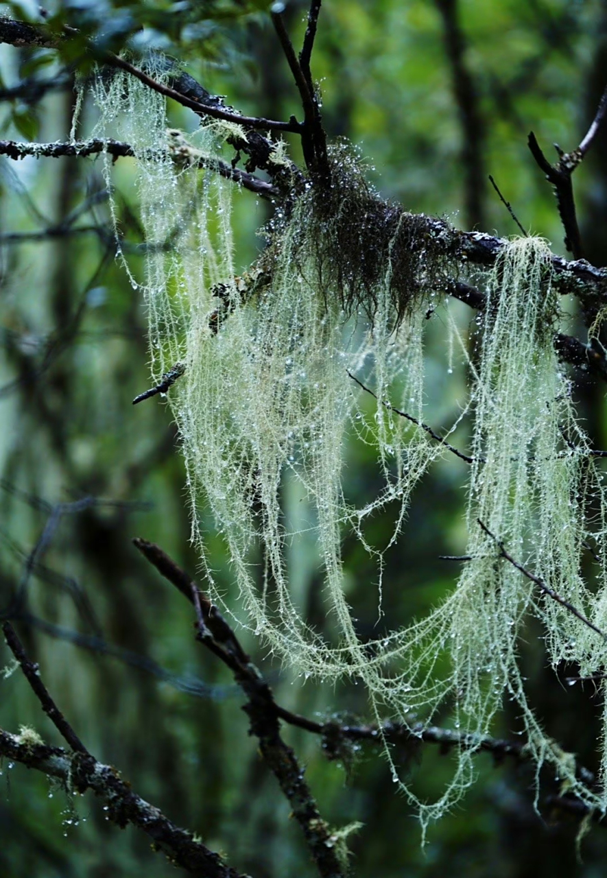 长松萝 全体呈地衣体丝状,表面灰绿色,草绿色,最长可达1m以上,基部着