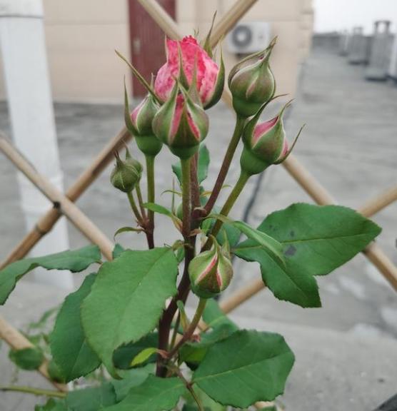 珊瑚果冻月季有香味吗?