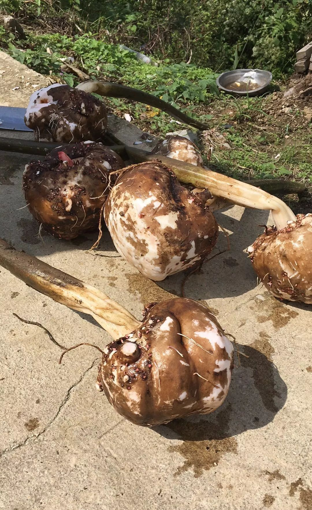 魔芋:神奇的植物,丰富的应用