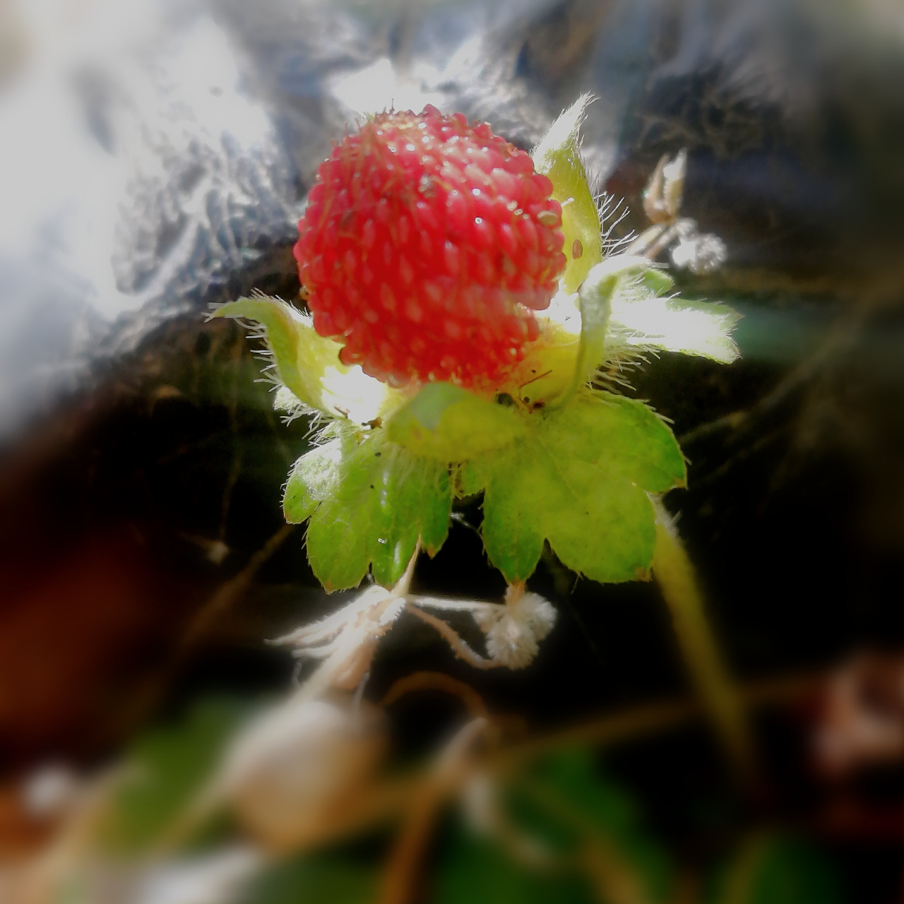 路边上长了好多这种红色的小果果 ,它的名称是地莓,不过植株的别称是