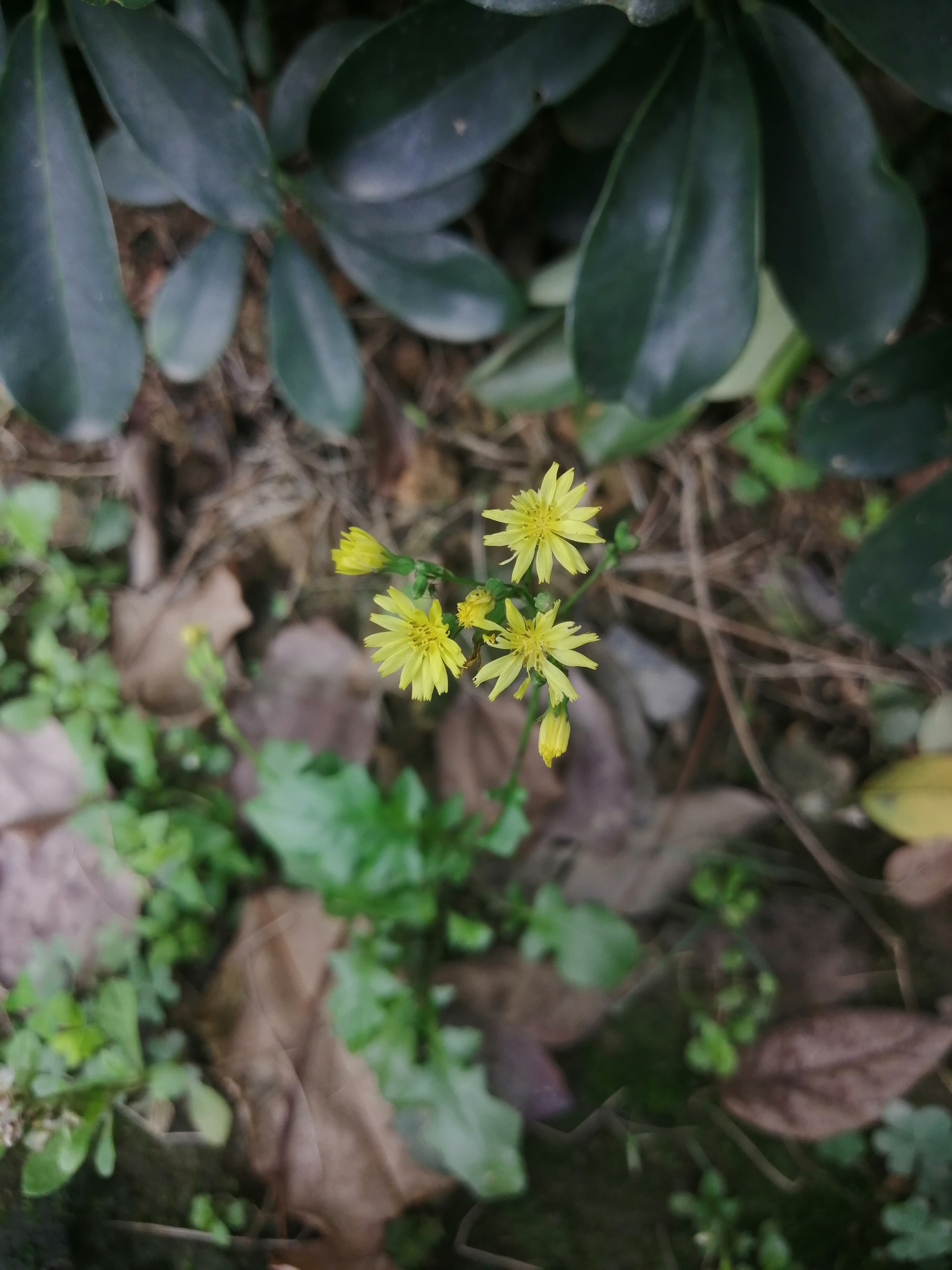 野芥菜的功效