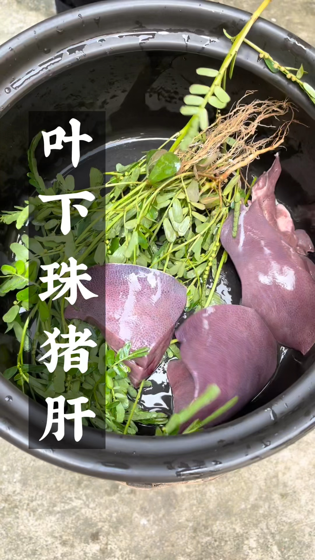 叶下珠这样煮猪肝,你可知道它的作用-度小视