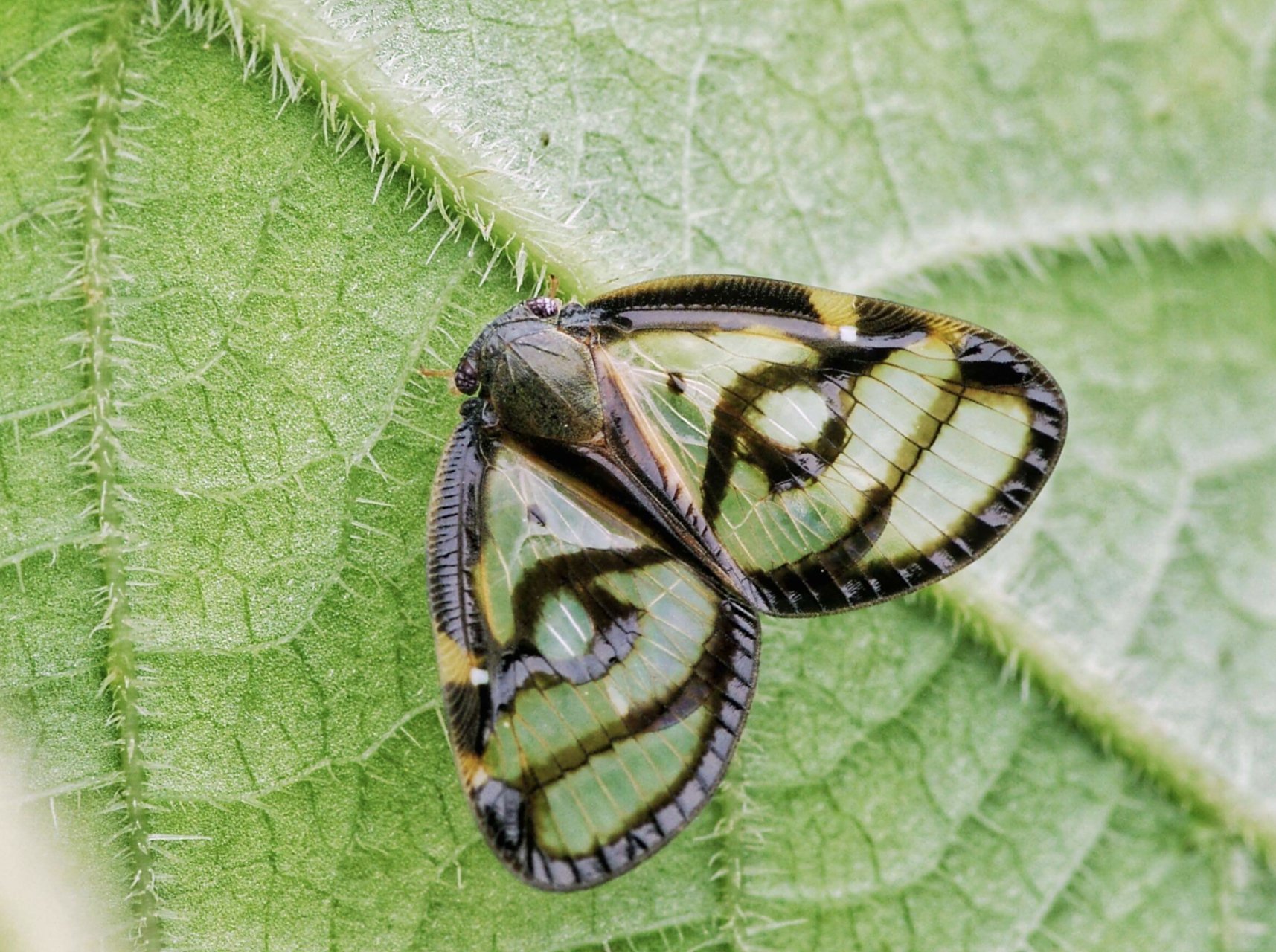成虫翅宽1.6-1.7厘米,翅膀宽大口器发达,吸食树汁,影响植物生长.