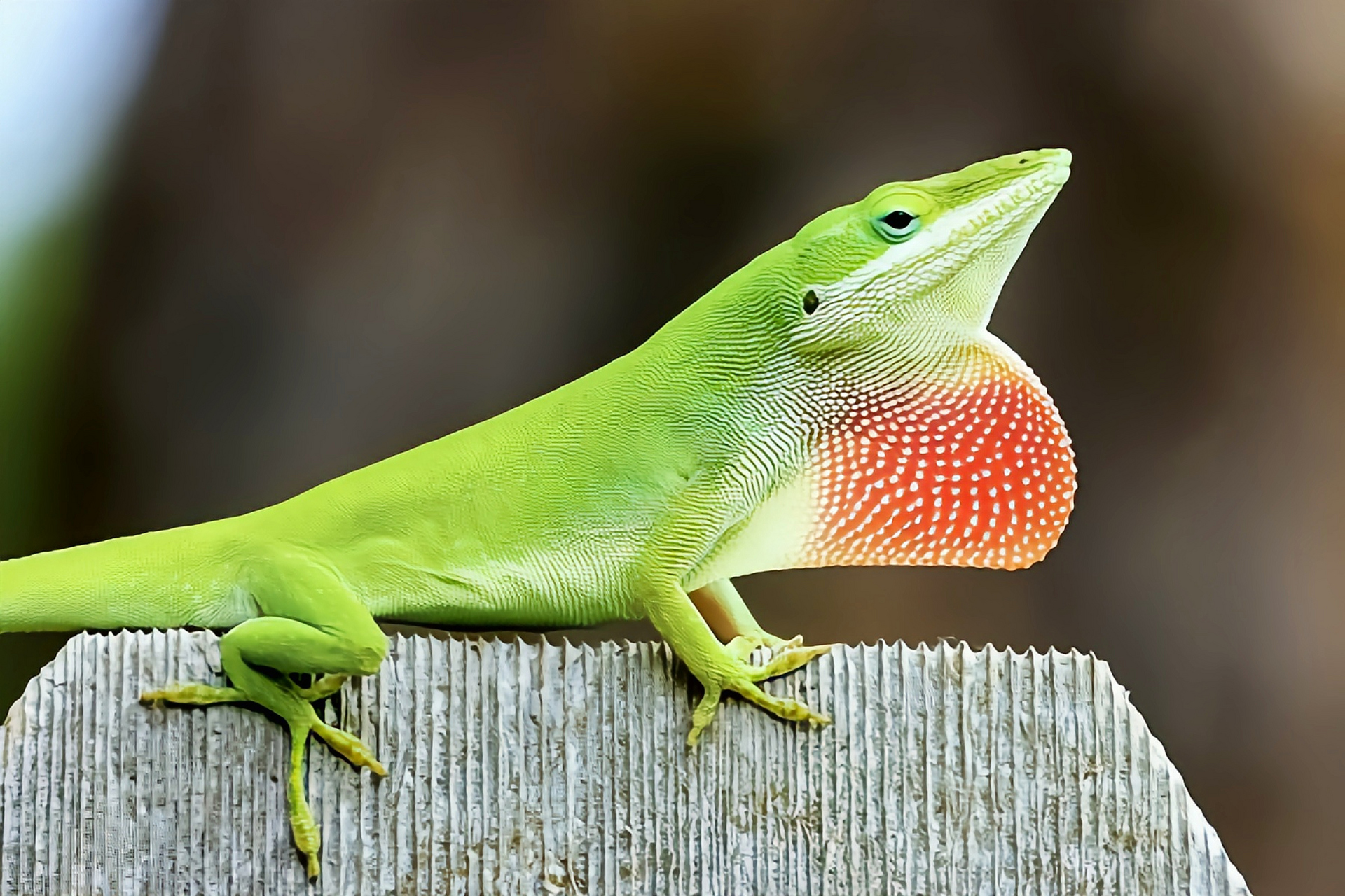 每天认识一种动物——绿色安乐蜥 绿色安乐蜥原产于北美洲美国东南部