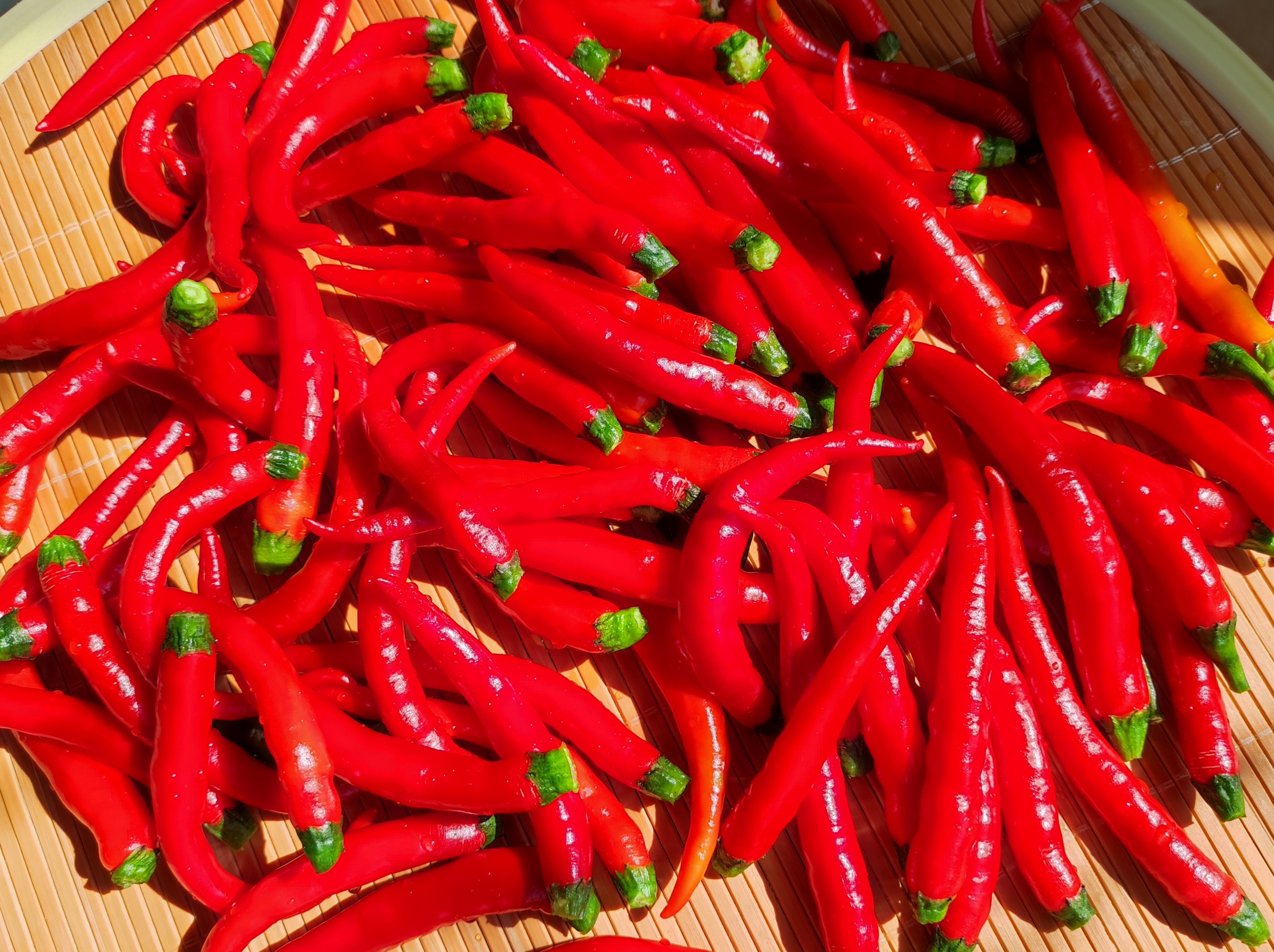 今天5块钱买了一斤新鲜的小米椒,现在是小米椒大量