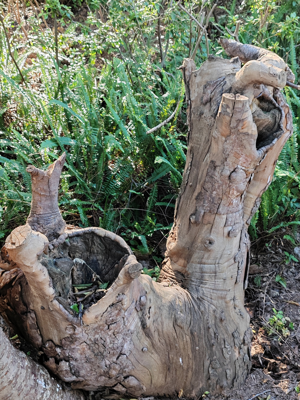 杜鹃花老树桩,大自然写真摄影图片
