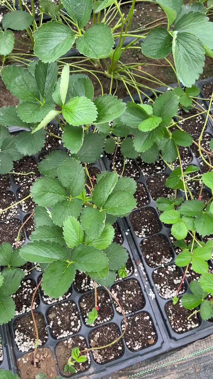 大叶红颜草莓苗穴盘苗