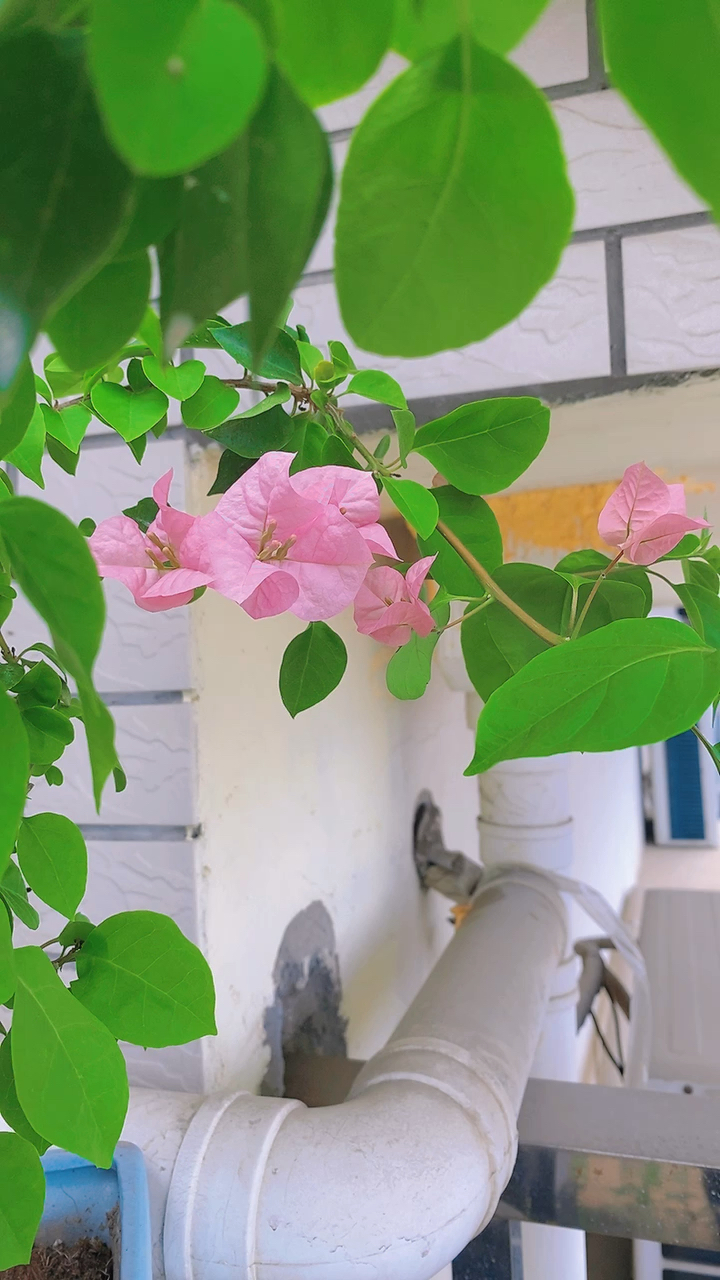 三角梅,红粉佳人