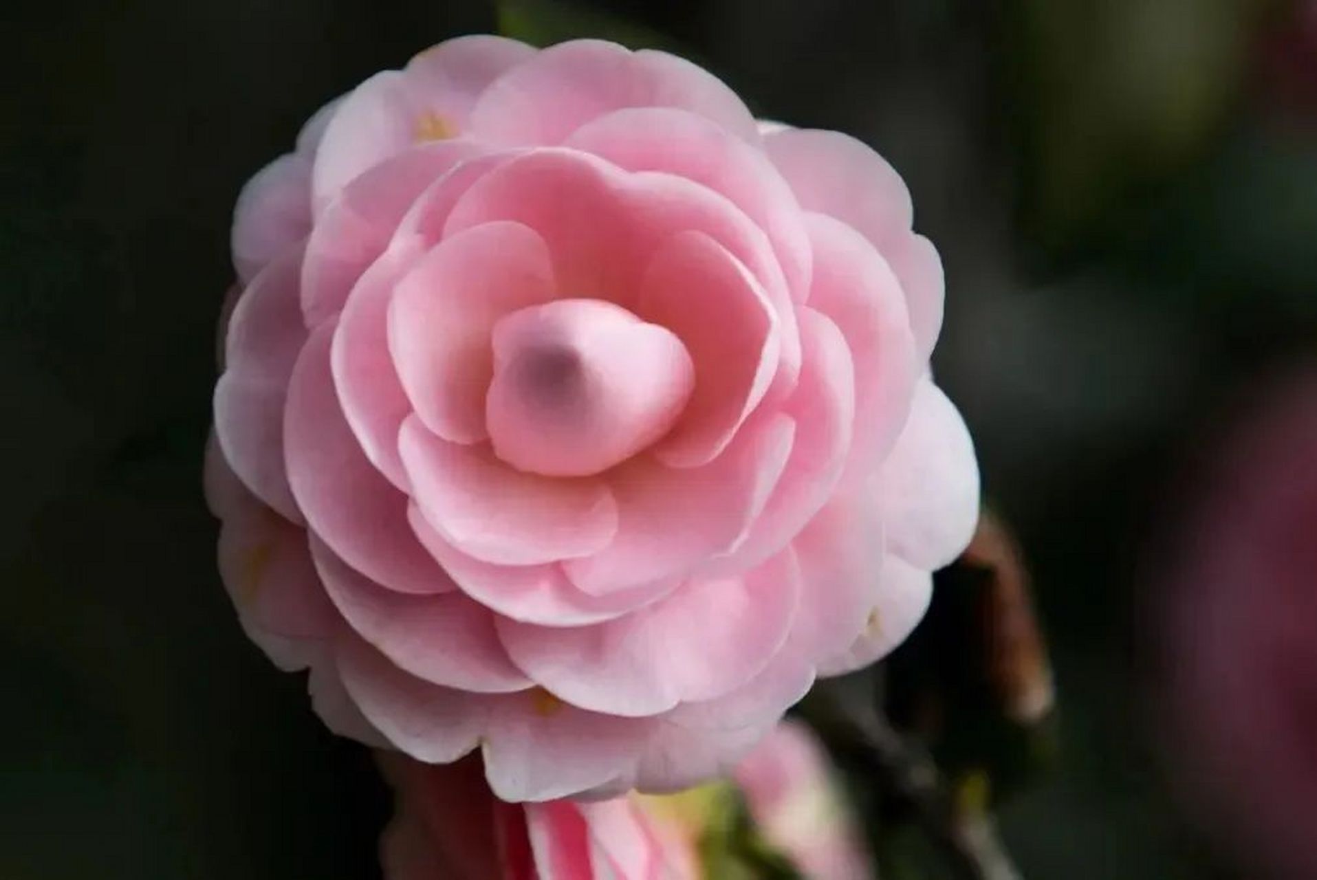 山茶花,花瓣圆圆的,层次丰富,开大的山茶花像蓬蓬的公主裙,散发着温婉