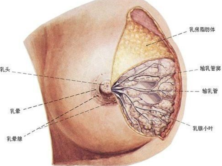 女性乳房内有疙瘩图片