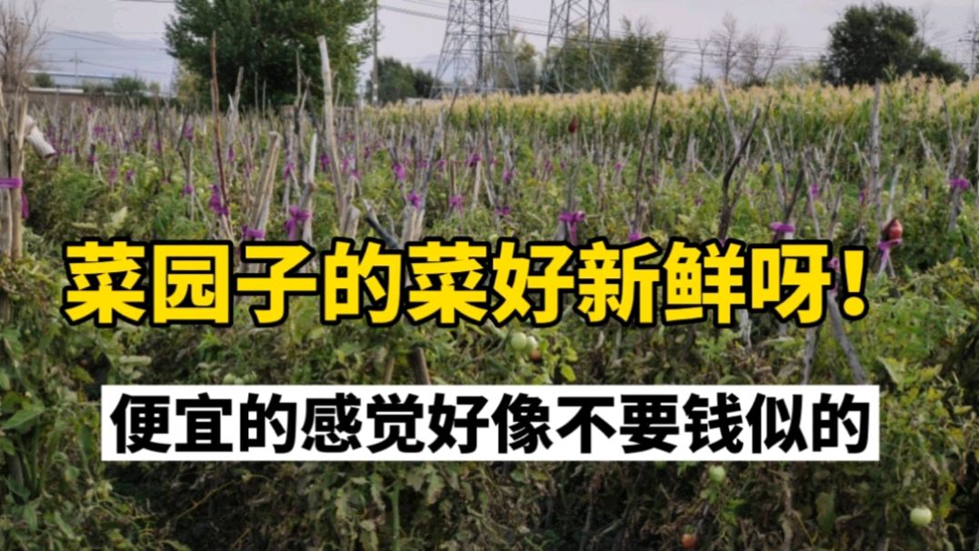 去化肥厂蔬菜采摘园摘菜,带儿子体验农家生活,猜猜花了多少钱?