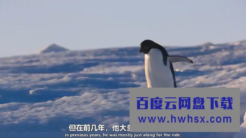 《企鹅2019/企鹅小萌萌》4K|1080P高清百度网盘