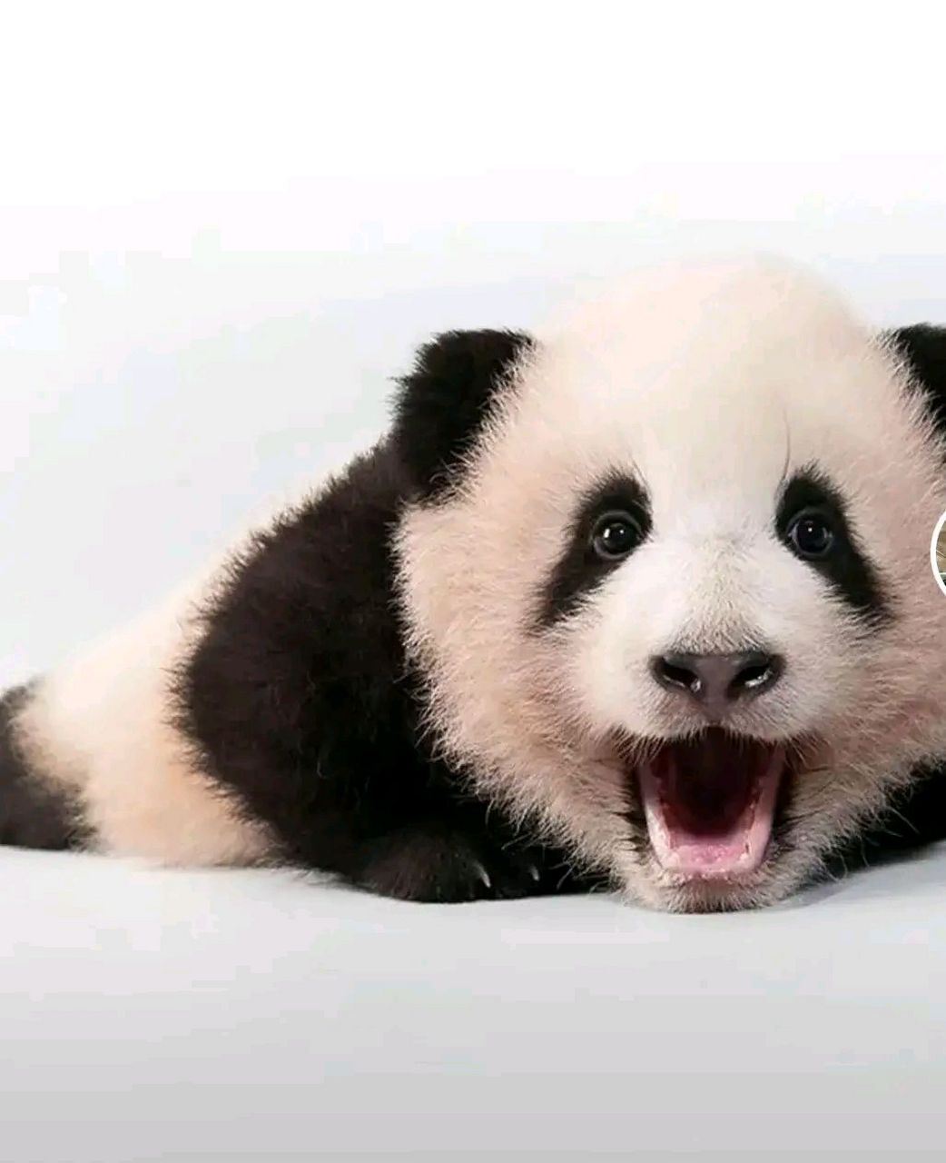 大熊猫福宝# 考古下小时侯的福宝,,又黑又圆的眼睛懵懵懂懂,小小的 