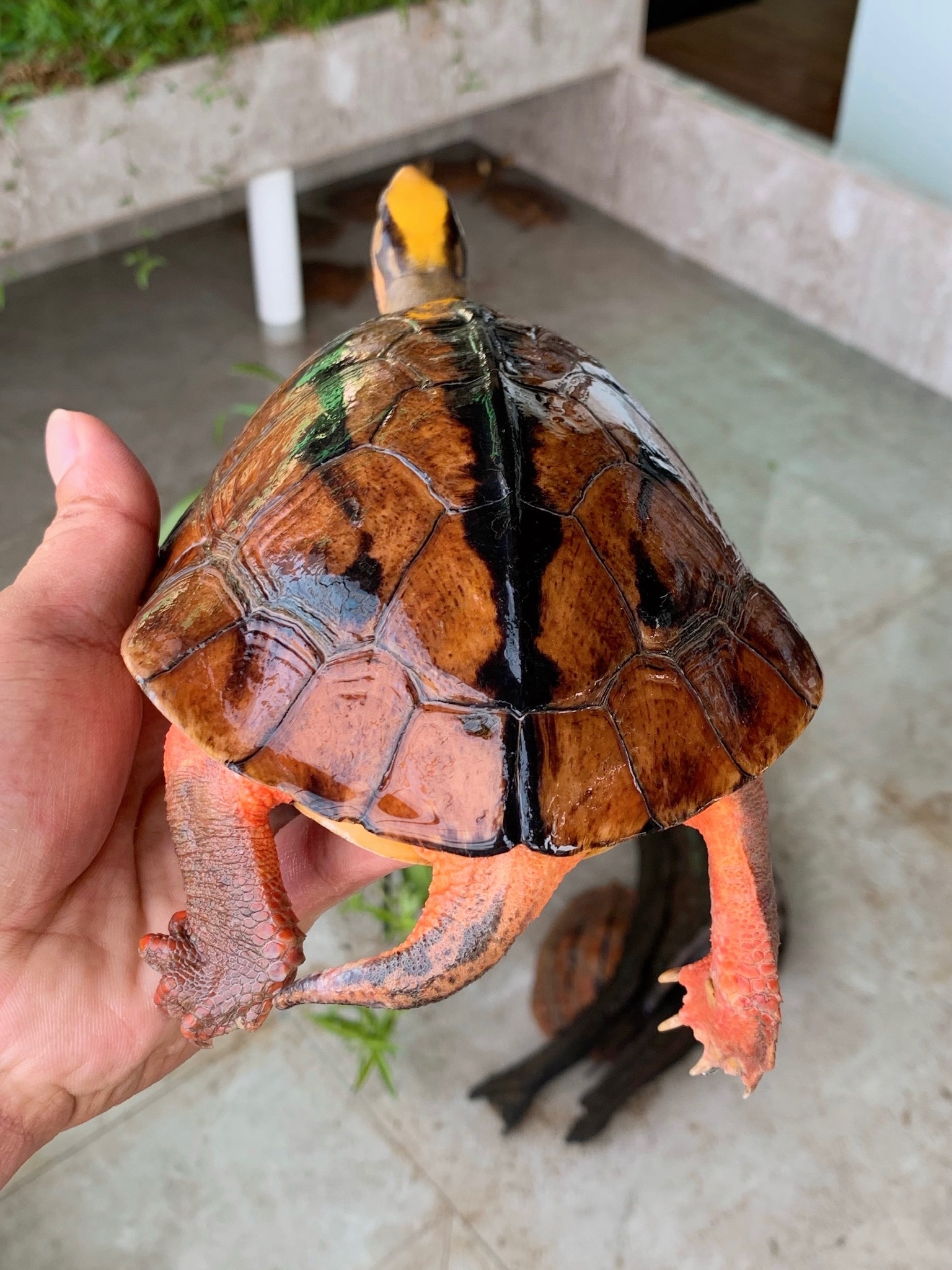 金钱龟海南黄头种龟,品质超靓,繁殖首选