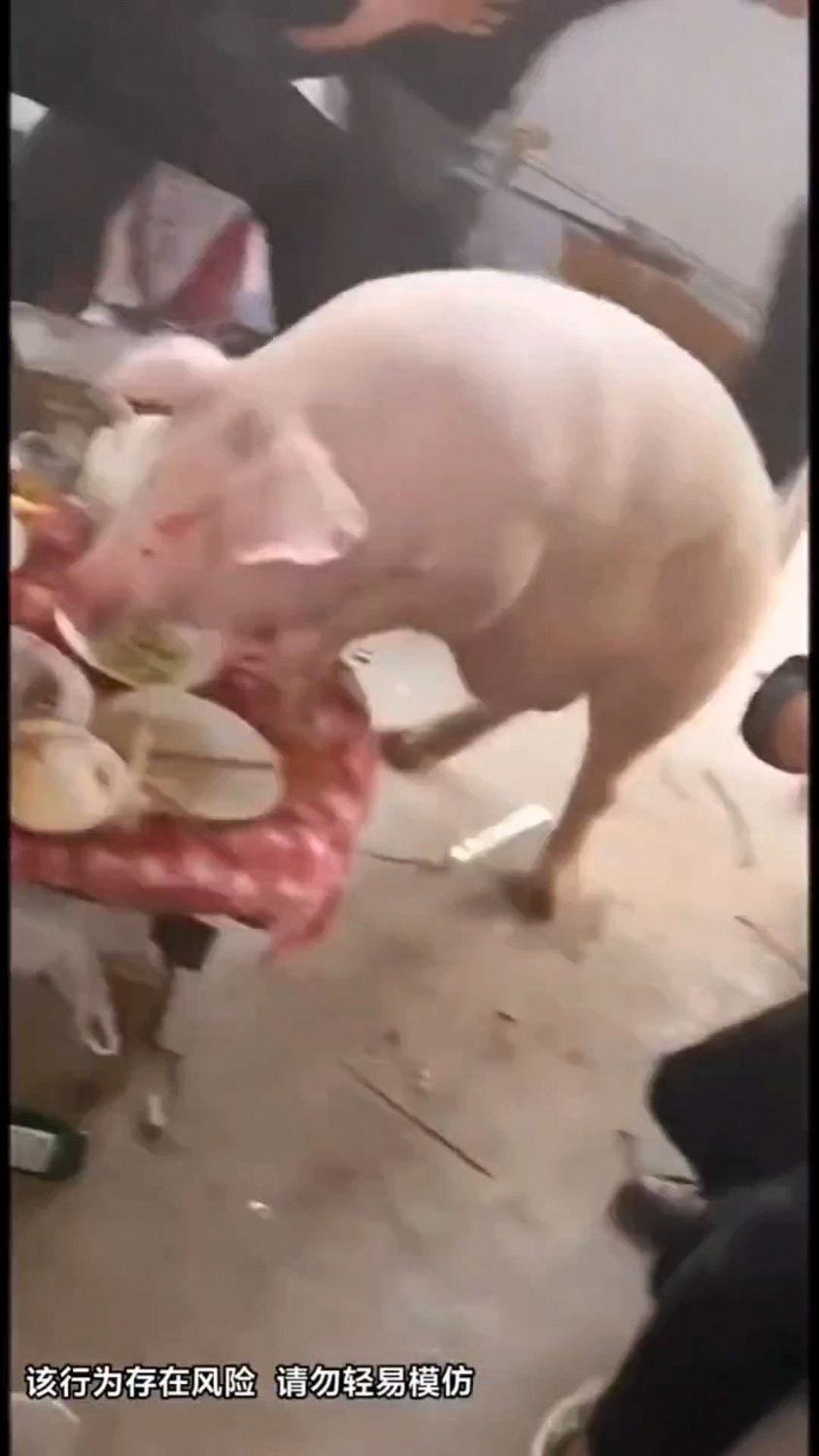 猪吃饭不叫我我不请自来大家没意见吧