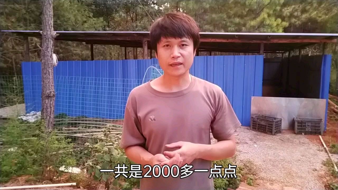 简易鸡舍搭建全过程,实用低成本,可养2000只鸡,80平方花费2000