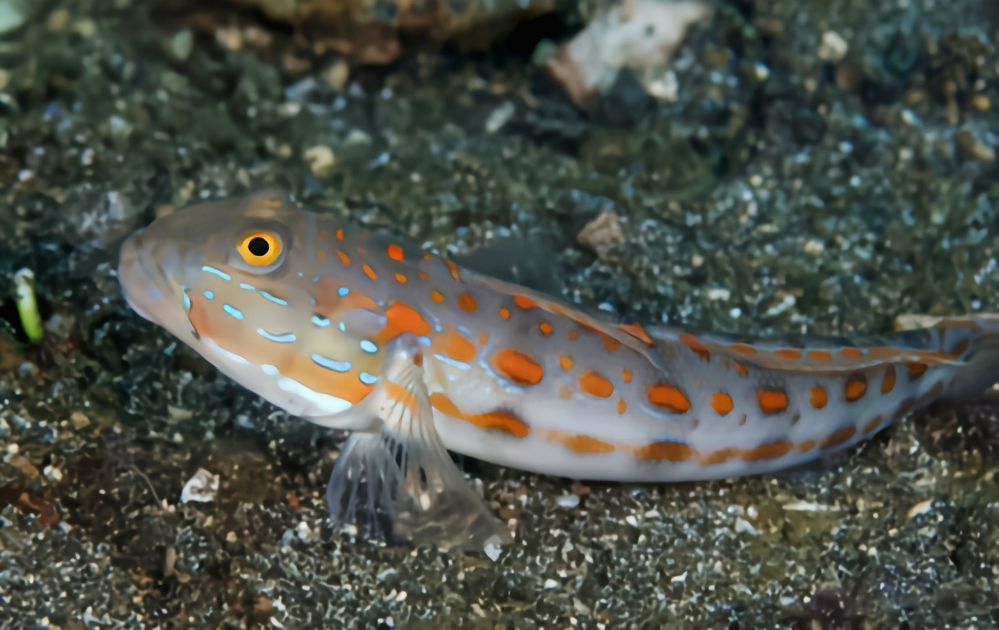 它是一种小型浅水鱼类,体长11厘米,体色灰褐色带有鲜艳的橘色斑点