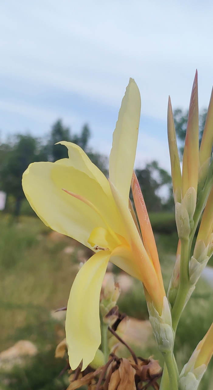 夏天已经过去了,可心中一直有个遗憾,那就是我心心念念的美人蕉花