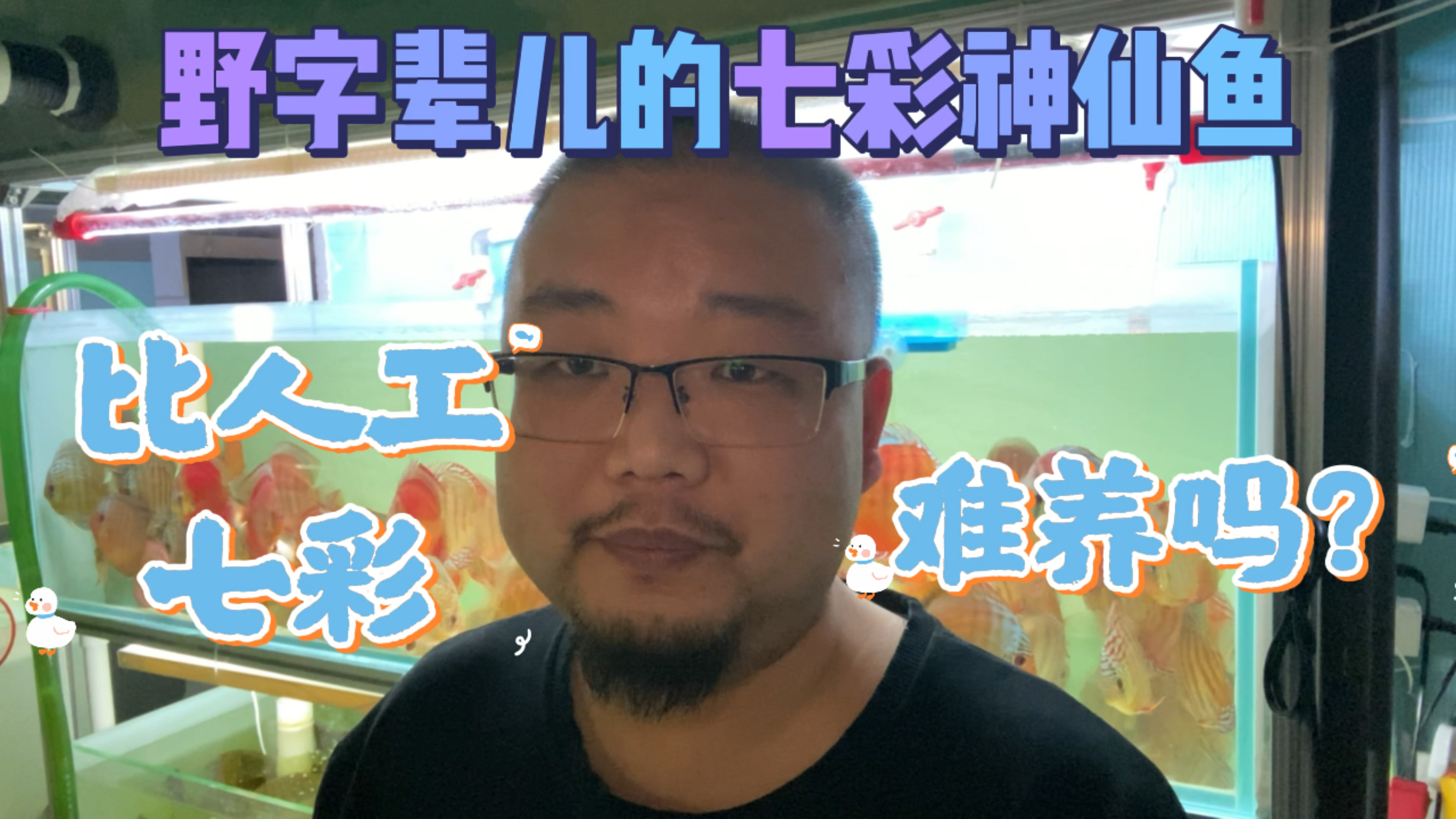 挂野字的七彩神仙鱼会比人工饲养繁育的七彩难养吗?不见得