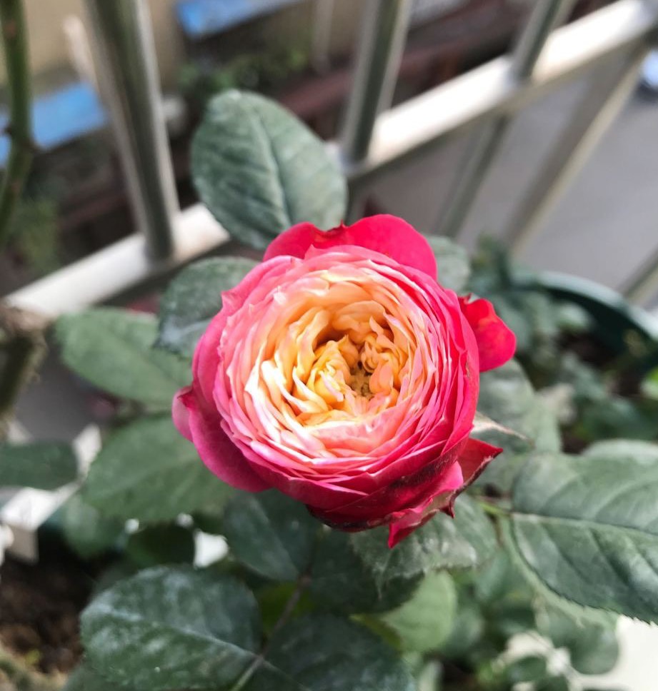 花期超长的具有塑料花特性的经典月季,瓶插两适合,你有几种?