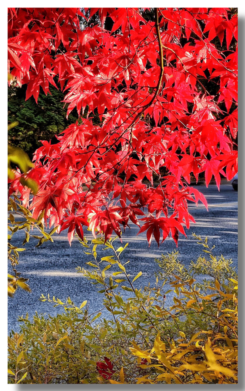 叠翠流金,楓林尽染—温哥華