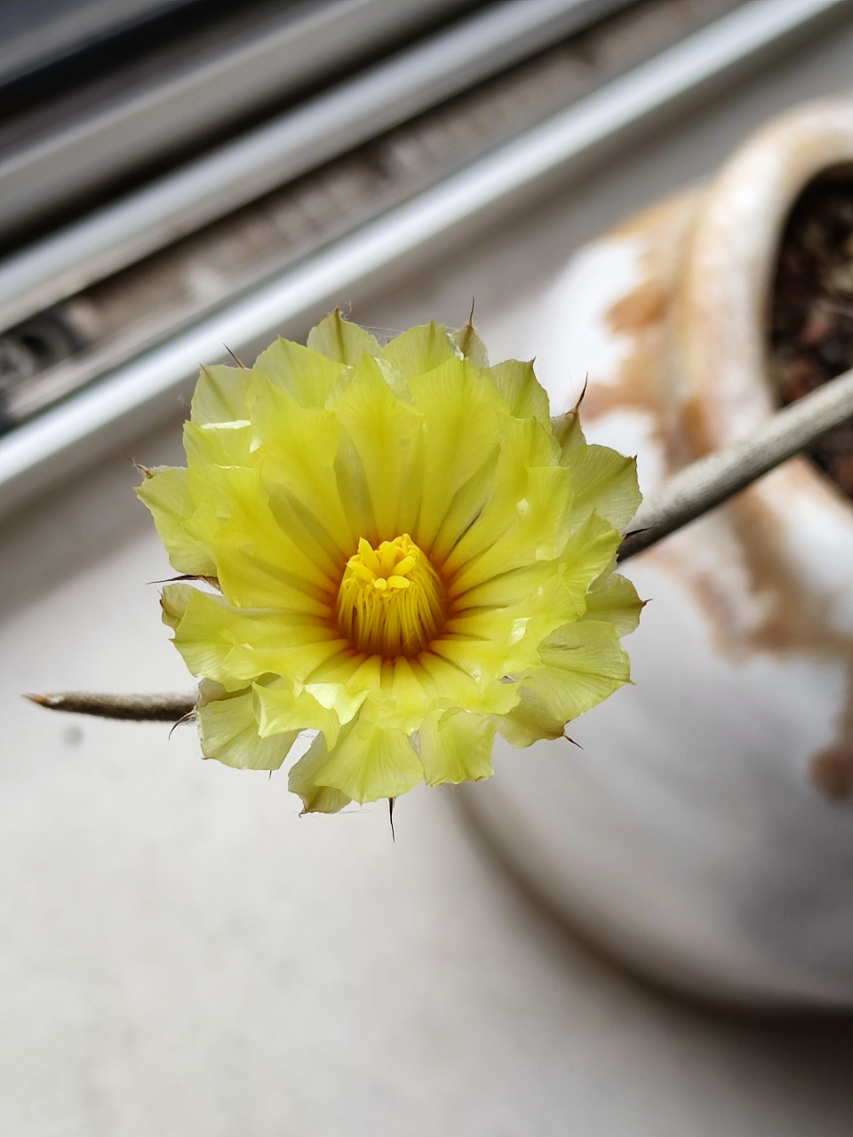 美杜莎,拉丁学名astrophytum caput-medusae,是仙人掌科星球属多肉