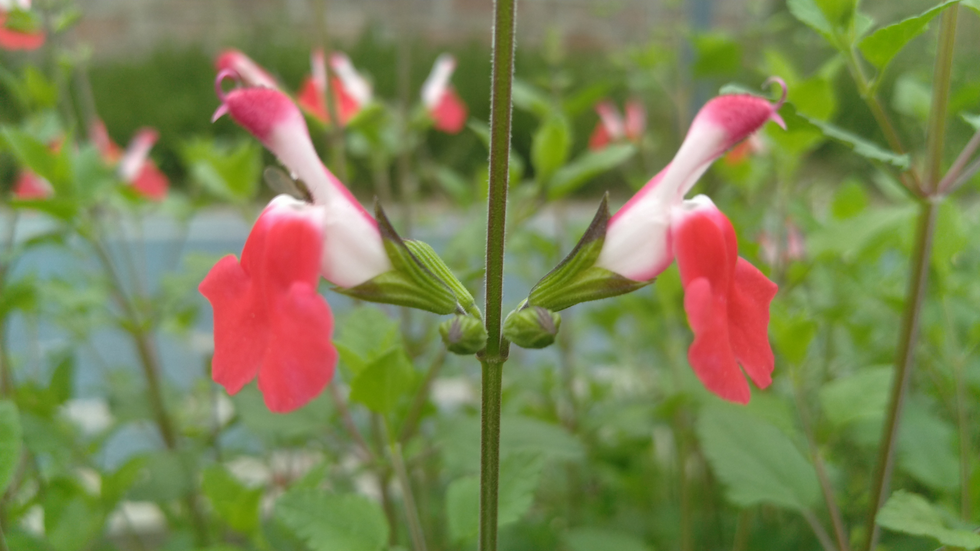 你喜欢朱唇花吗?一朵朵红艳艳的花朵,在绿枝丛中非常的亮眼