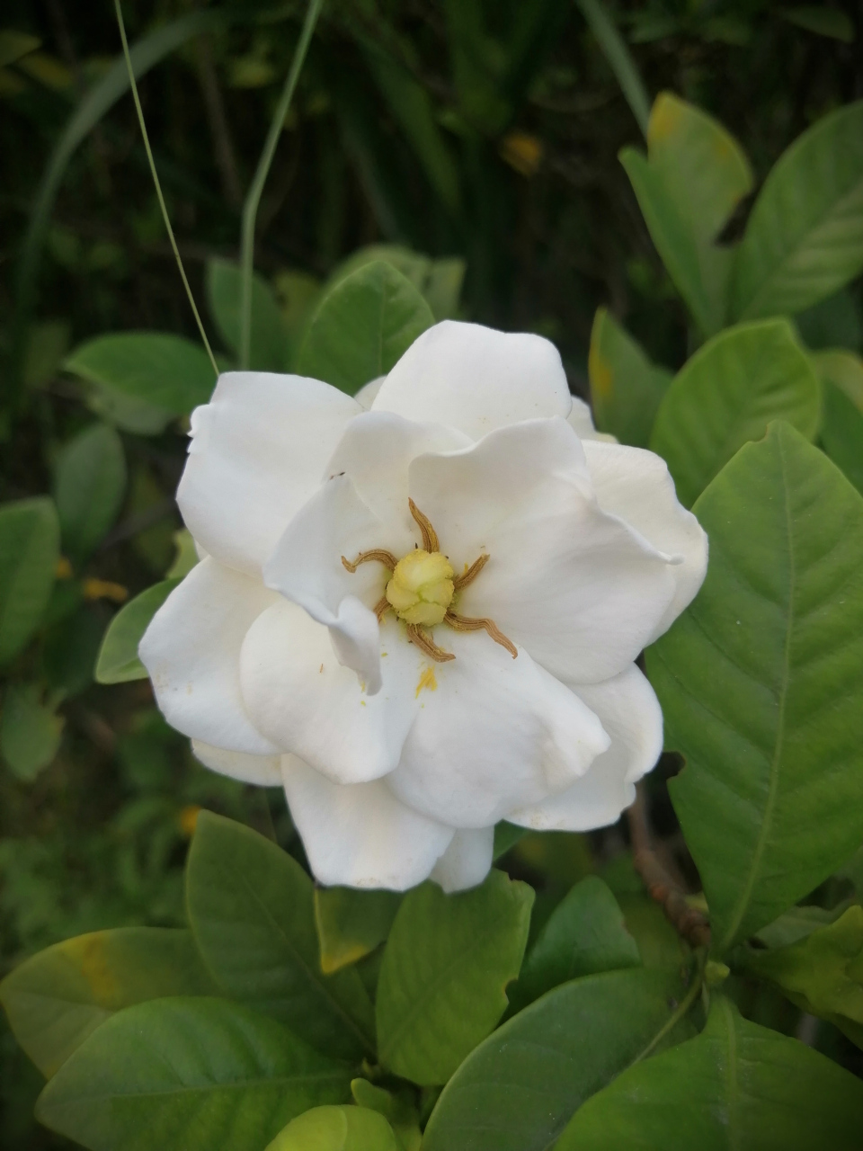 白蟾花的根和叶能