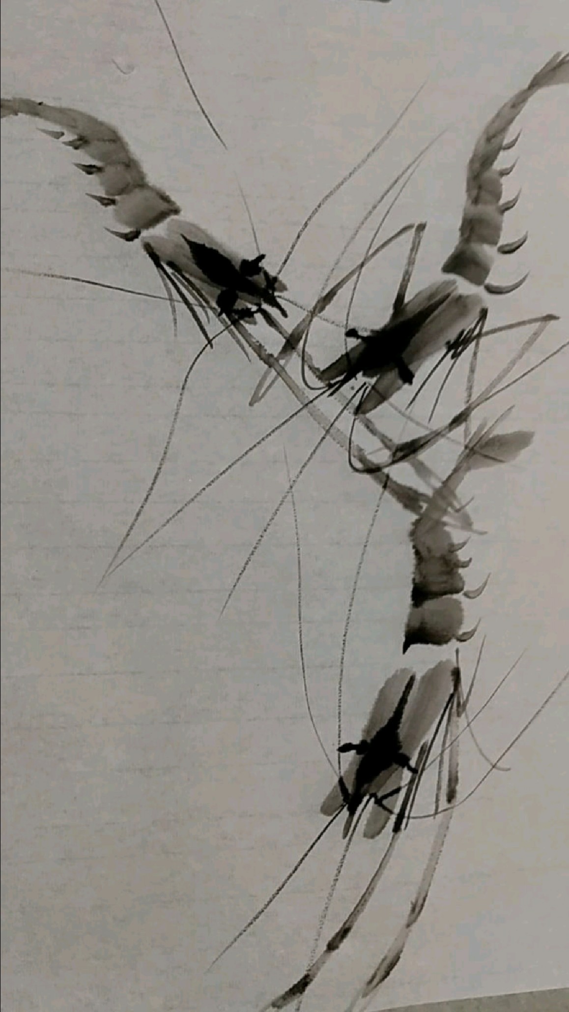 写意虾的画法《二九零》