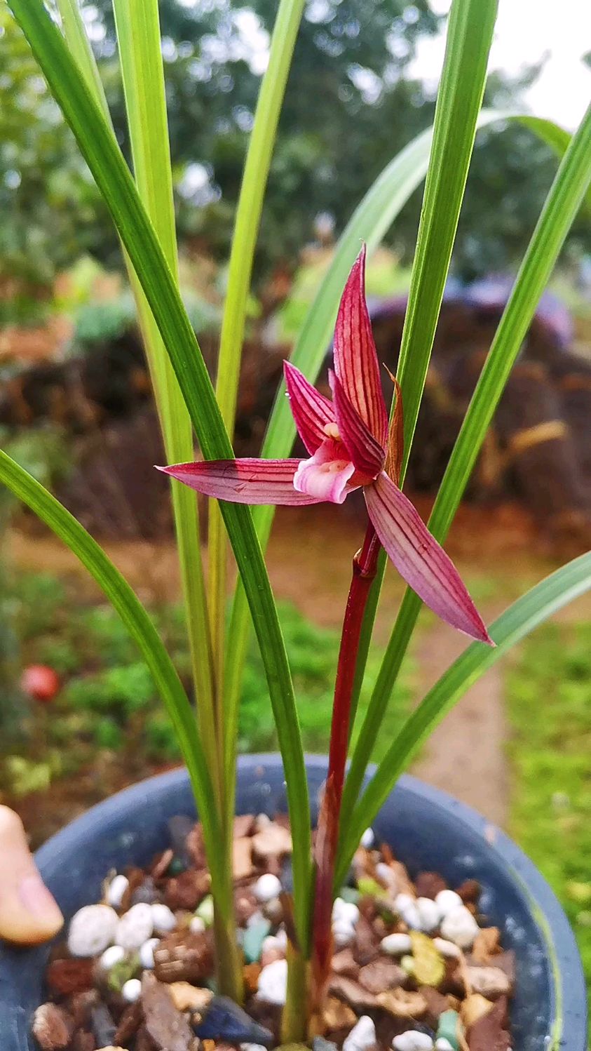 春剑红素可惜只开了一朵花