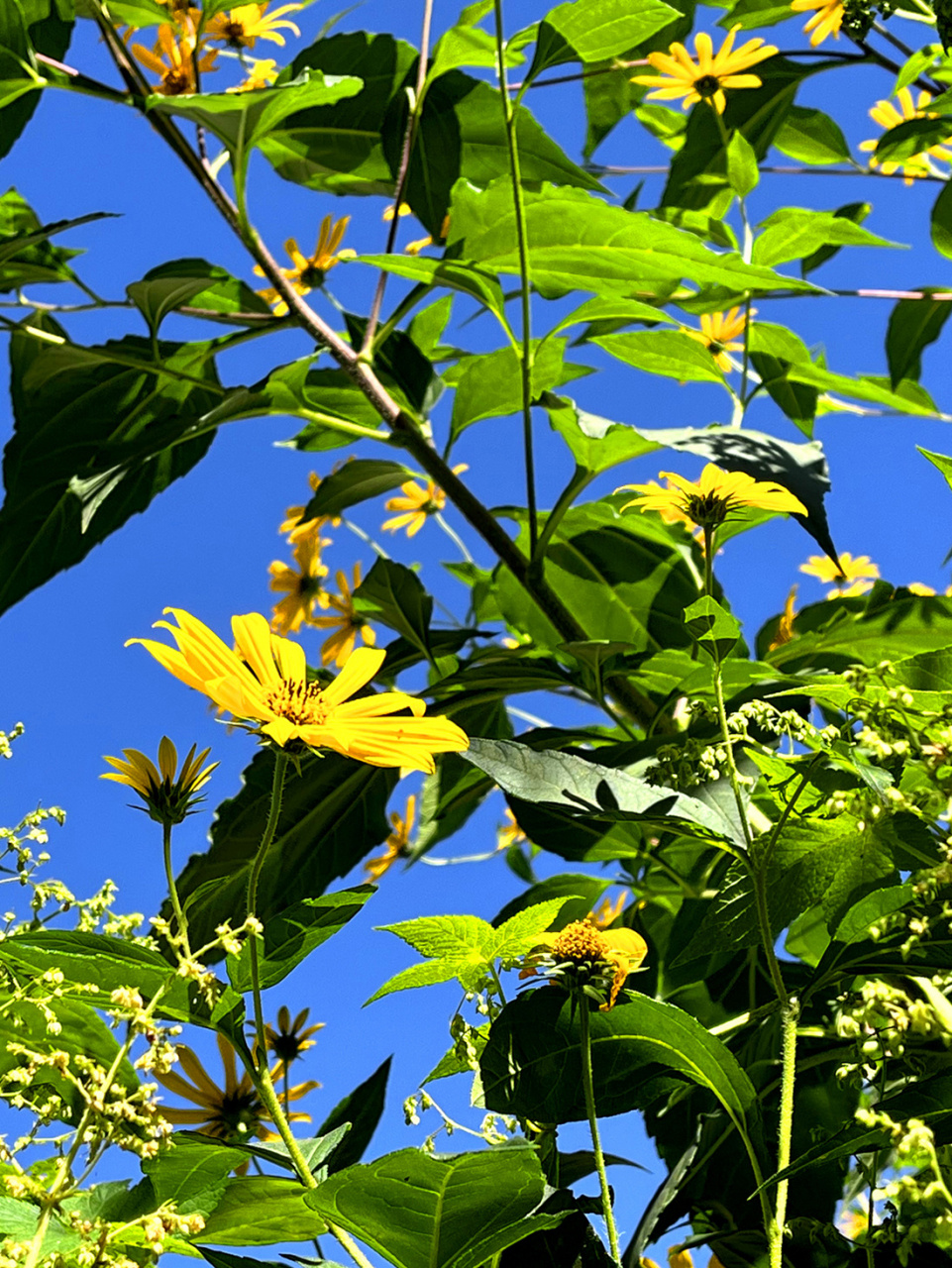秋天风景# 洋姜花,也叫鬼子姜,现在开的正盛,过些时候可以醋泡姜了.