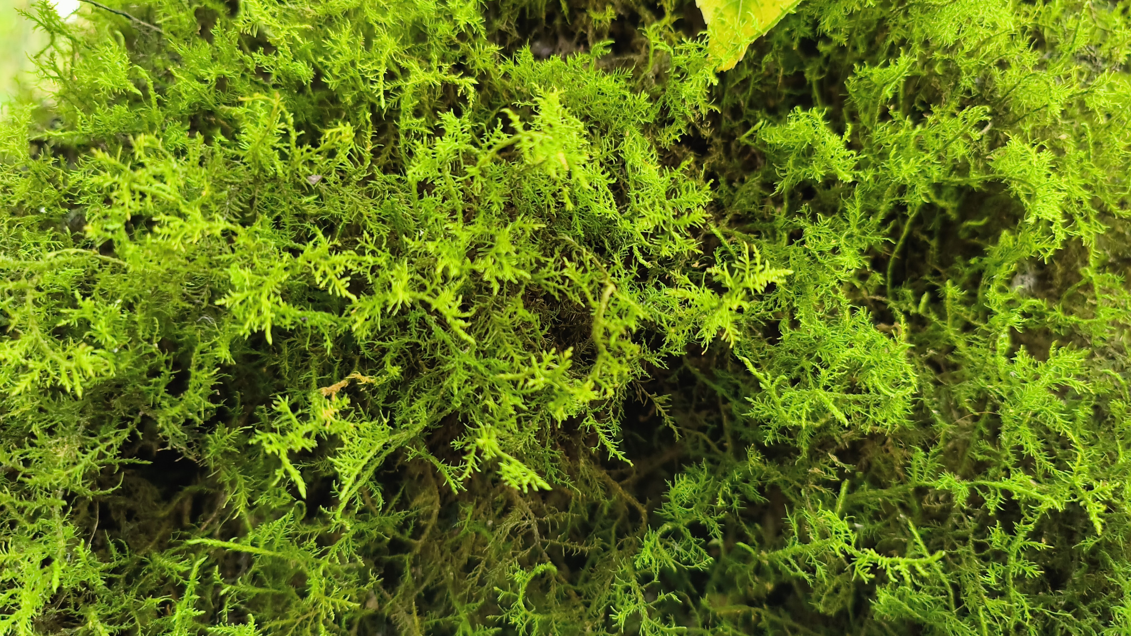 随拍「树林里的蓑衣草」