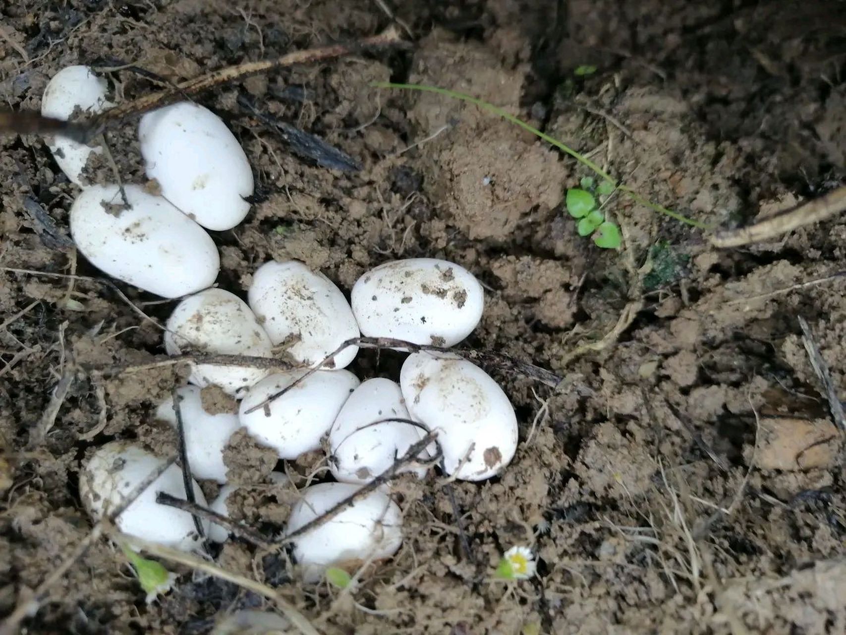 菜地里冒出一堆蛋,我知道这是蛇蛋,我小时候去坡