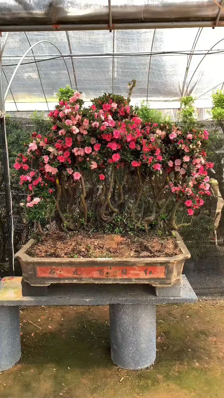 鹃之舞,依旧是杜鹃里的天花板!-度小视