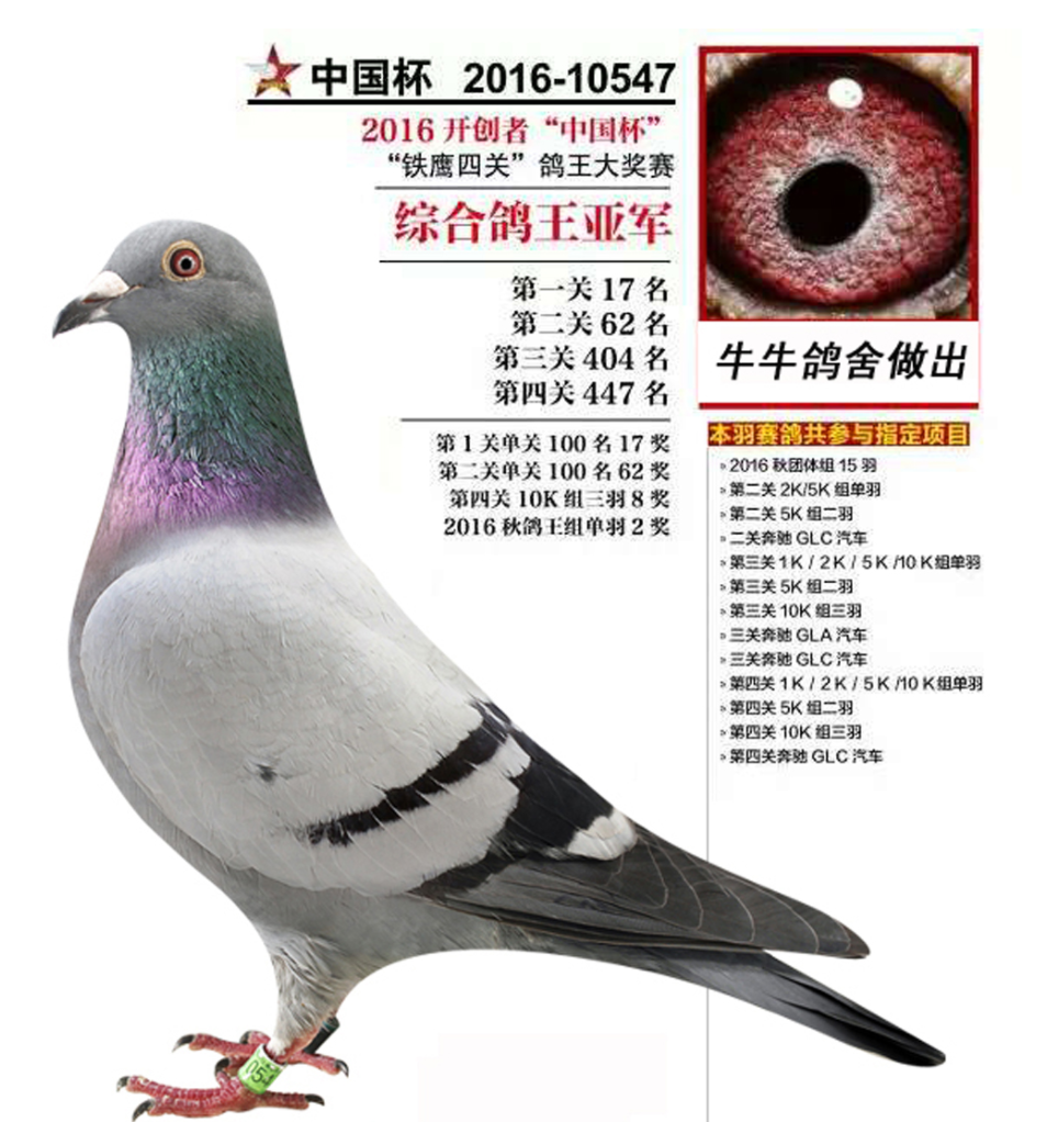 低调的河北牛牛鸽舍:鸽子的眼睛,羽条,体型一概都不研究!