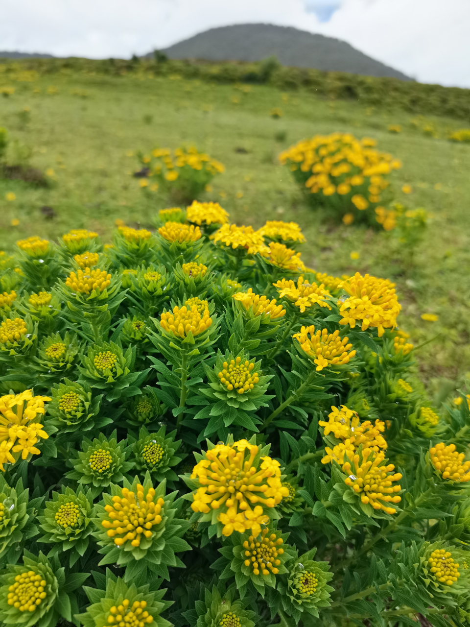 瑞香狼毒花图片