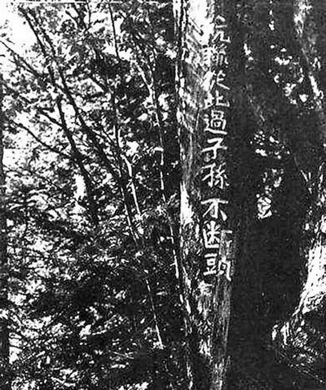 抗联标语树上写着:"抗联从此过,子孙不断头.