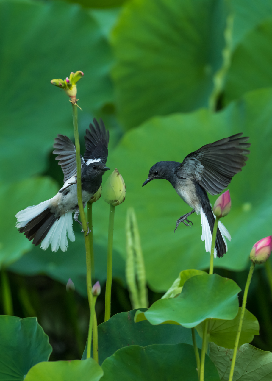 荷花丛中欢乐的鸟儿.