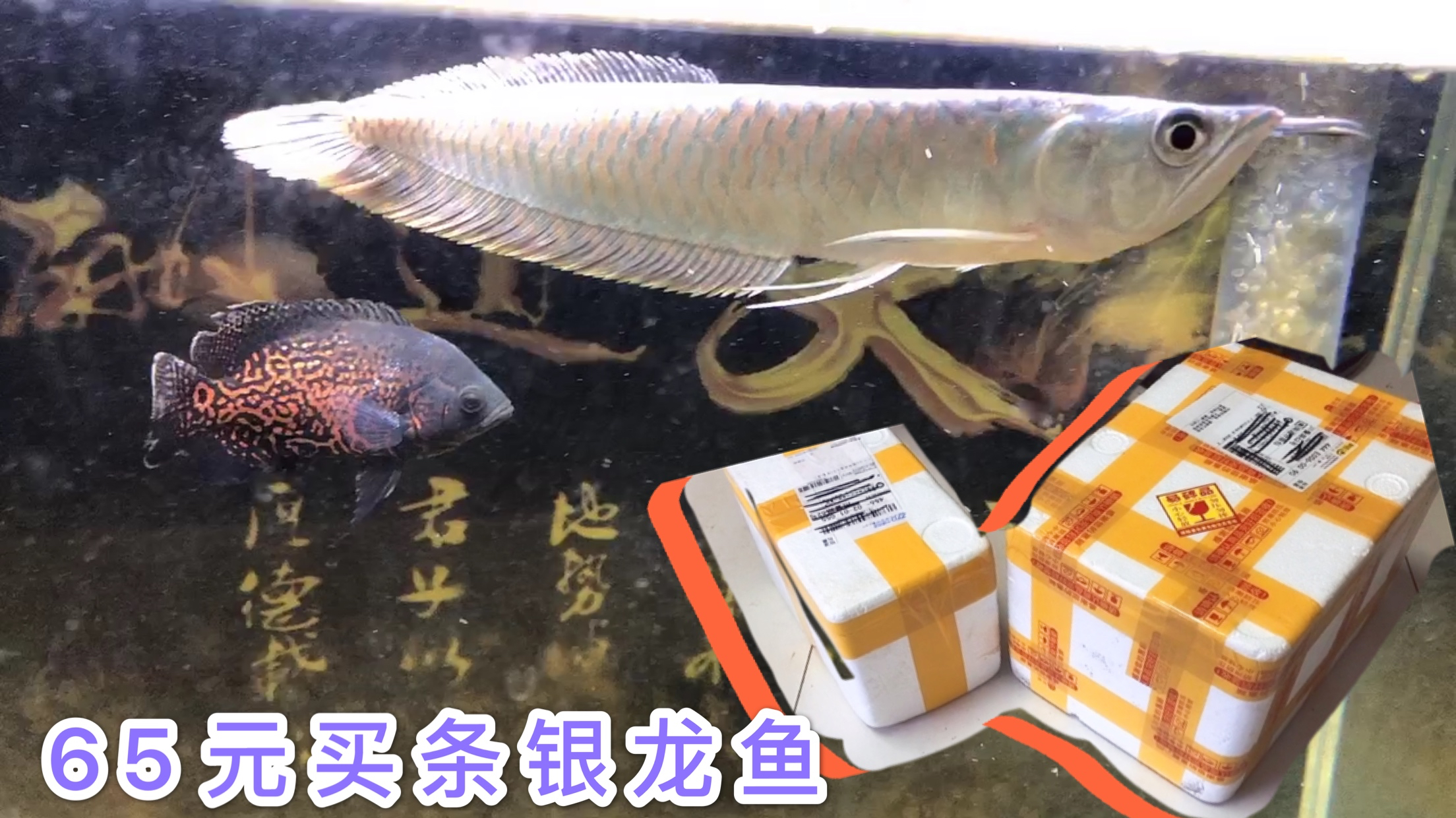 网上花了65元买条银龙鱼放鱼缸养,第一次养银龙鱼需要注意什么?