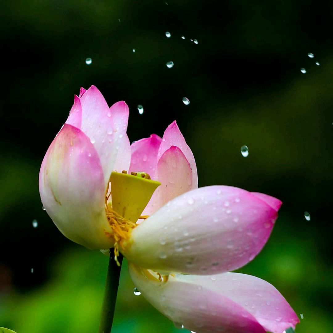 聽春雨 沐花香 願春滿人間 花好月圓