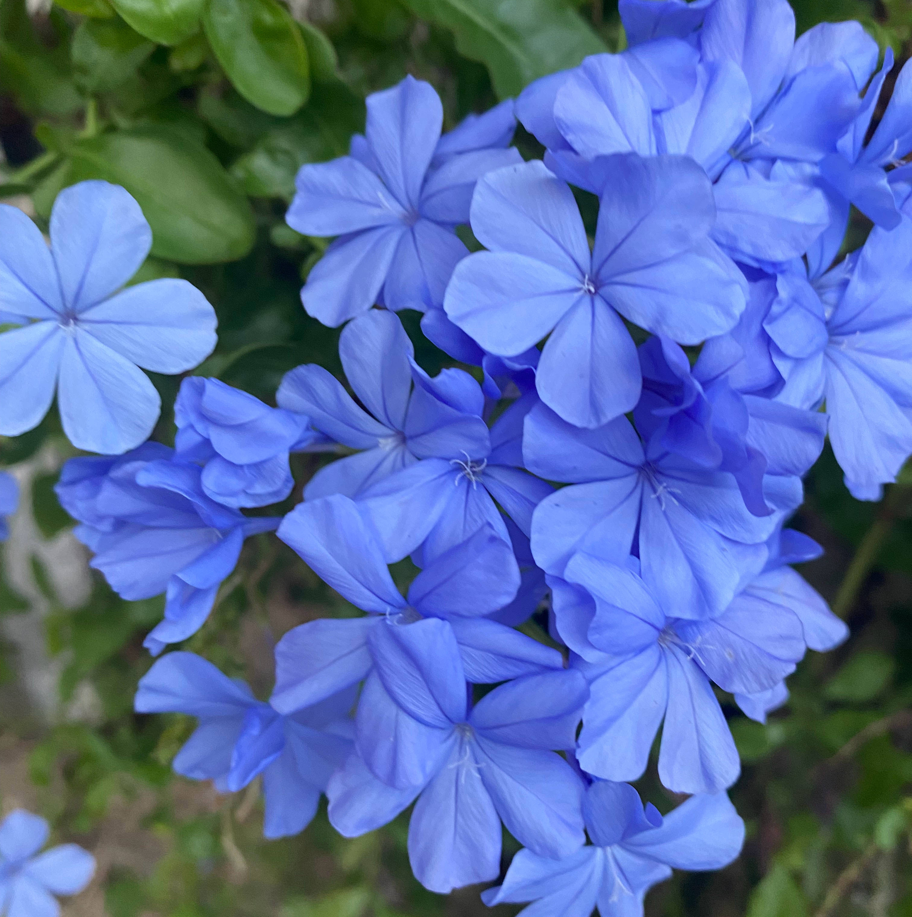 蓝雪花花球养成记,用3招,花量大10倍,来年开成蓝色花海