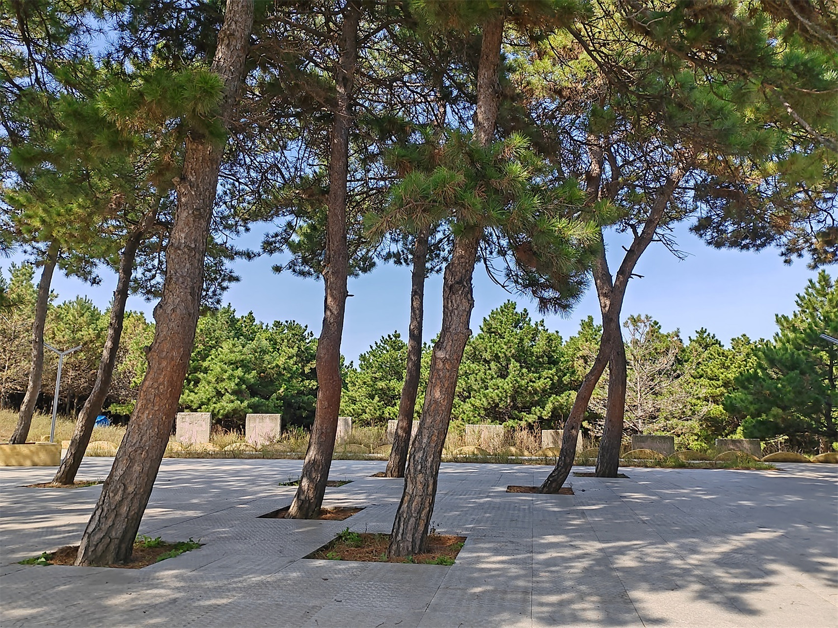 杠杠滴# #贯彻二十大辽宁在行动# #美好辽宁欢迎您# 松柏青翠山色美