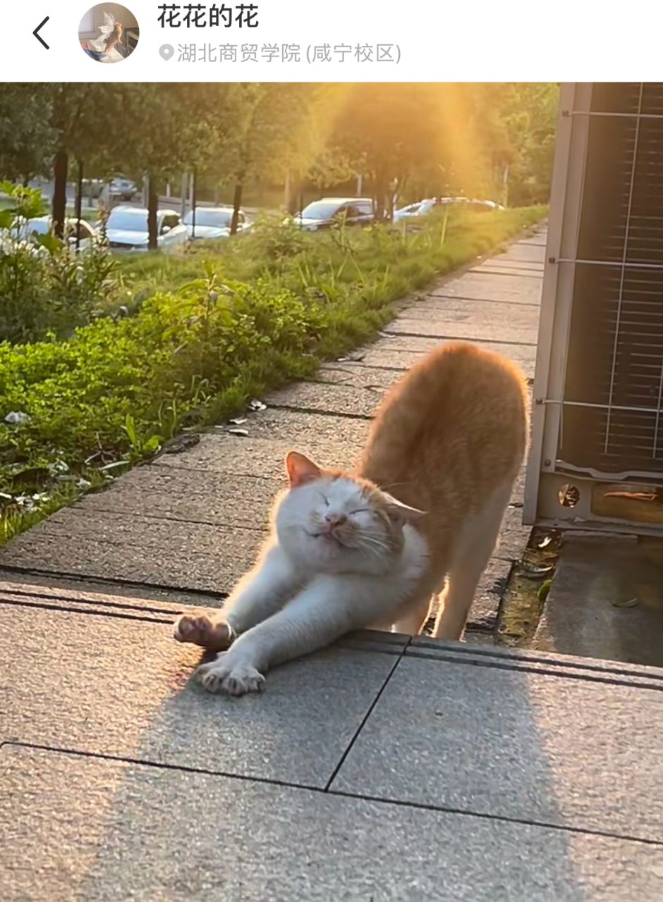 谁能拒绝小橘猫伸懒腰啊,太治愈了