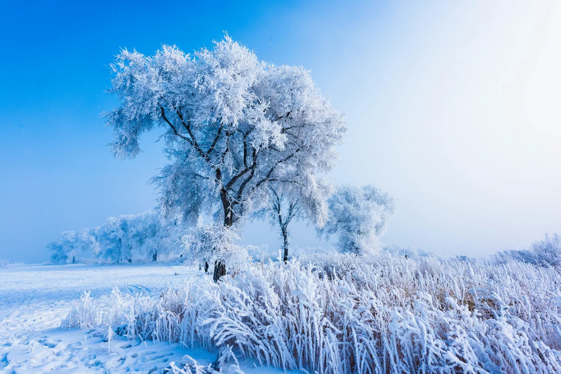 东北最美雪景照片图片