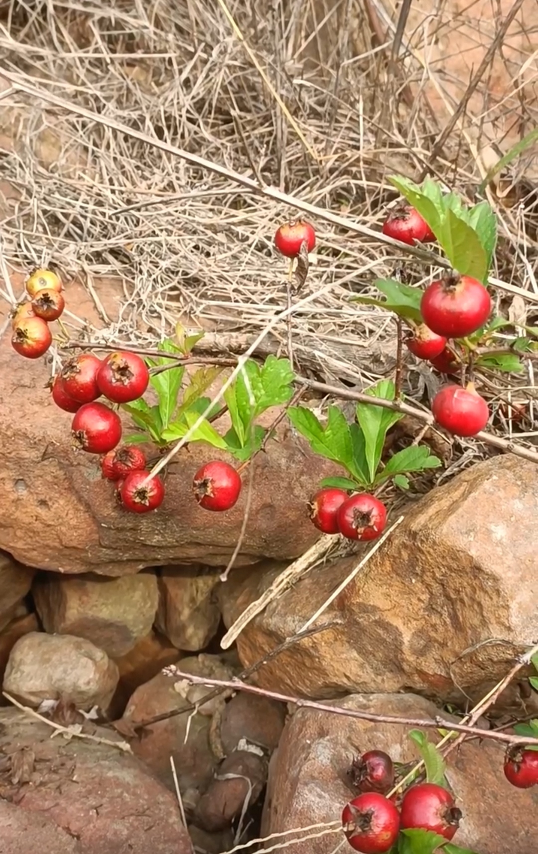 野生的山里红果看着好新鲜!