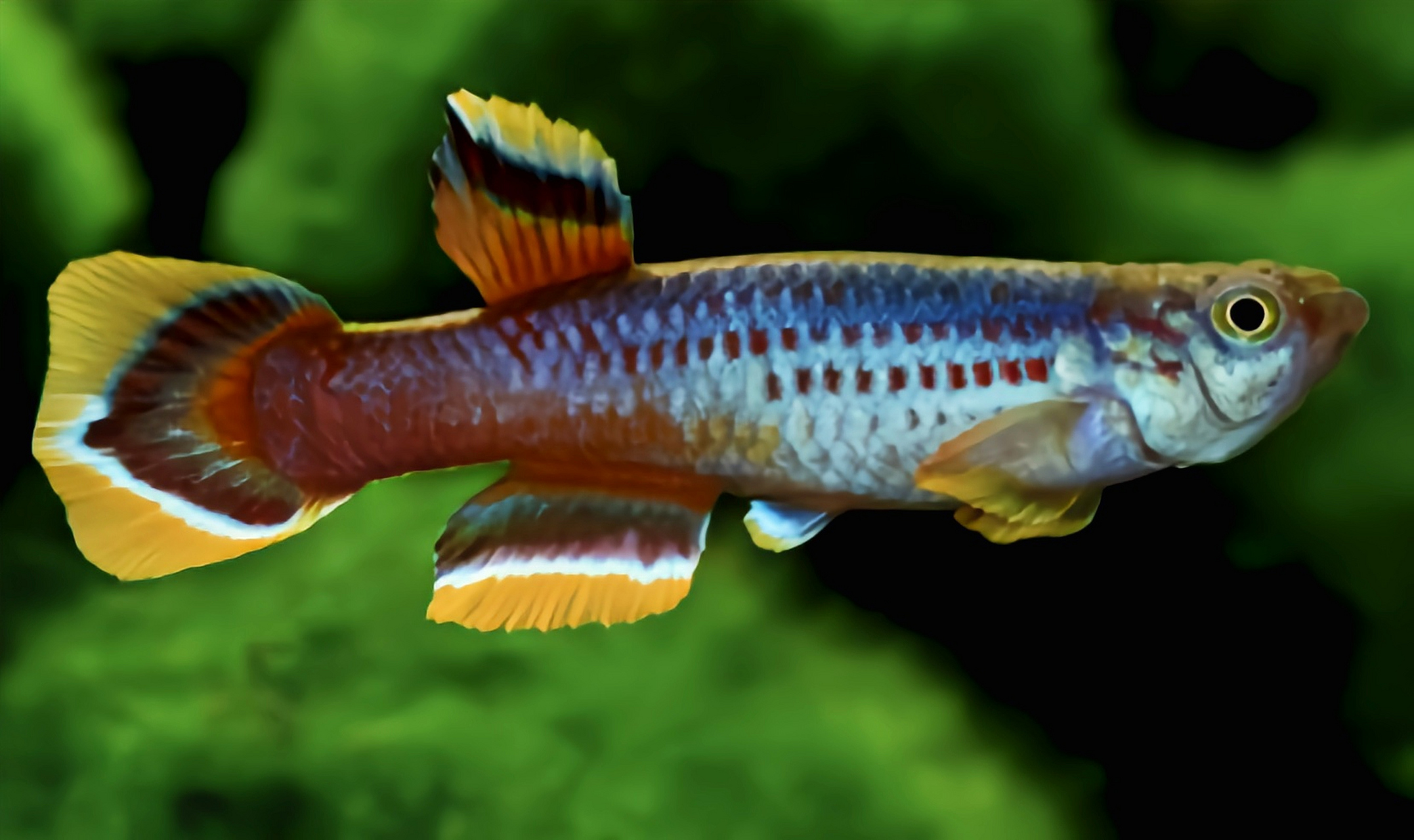 每天认识一种动物——爱琴鱼 爱琴鱼别名雪丽旗鳉鱼