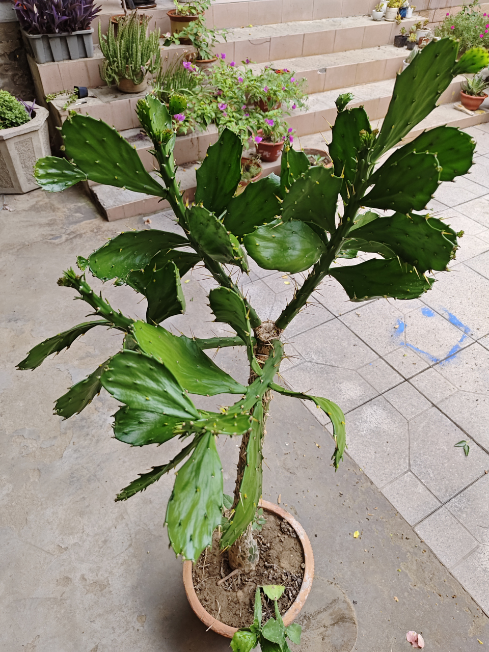 千本剑是一种多肉植物,属于仙人掌科仙人掌属,又叫仙人掌树.