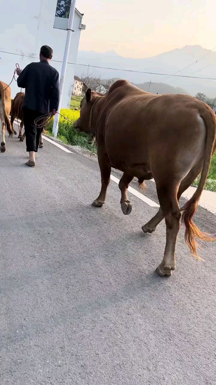 走在乡村的小路上,暮归的老牛是我同伴